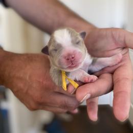 Girl 2 - Miniature Australian Shepherd puppy in Hyrum, Utah from Amie's Aussies & Doodles