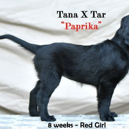 Flat-Coated Retriever Puppies from DesertFire Flat-Coated Retrievers