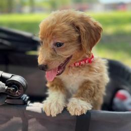 Tiny Tim (Red Collar) - Parti male Goldendoodle puppy in Valley Center, Kansas from The Goldendoodle Gal