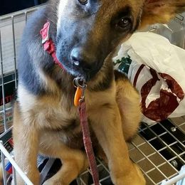 Belgian Malinois and German Shepherds from Von Kecohaus Kennels