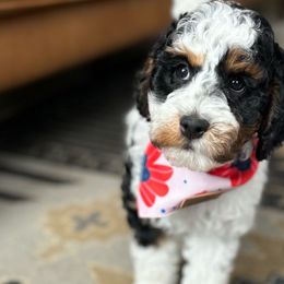 Lily🪷, girl - Phantom Poodle puppy in Elk Ridge, Utah from Topnotchpoodles