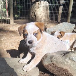 Dagger - Red speckled male Australian Cattle Dog puppy in Rogue River, Oregon from FullMoon Cattle Dogs