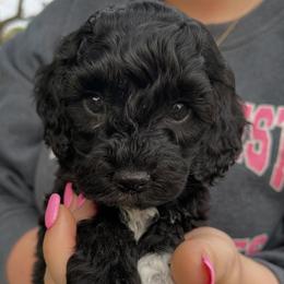 Knox - Black and white male Cockapoo puppy in Bedford, Iowa from Our Father’s Doodles