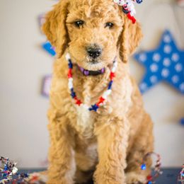 Goldendoodle and Sheepadoodle Puppies from Dewey Doodles