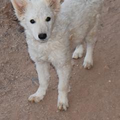 Moonshine - White female Mudi puppy in Benson, Arizona from Twisted Acres Border Collies and Mudi