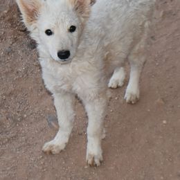Moonshine - White female Mudi puppy in Benson, Arizona from Twisted Acres Border Collies and Mudi