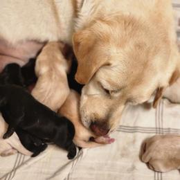 Black female - Black female Labrador Retriever puppy in Yelm, Washington from Prince Labradors