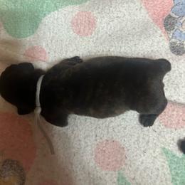 Boy, white collar - Brindle male Dachshund puppy in Polson, Montana from Little Miss Dachshunds of Montana