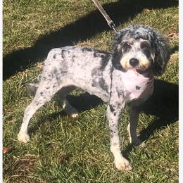 Haven - Bernedoodle