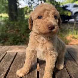 John - Apricot male Goldendoodle puppy in Heath, Texas from Doodles Divine