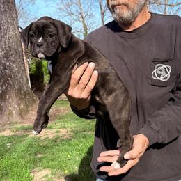 Karma - Brindle female Boxer puppy in Taft, Tennessee from Hillbillie Boxers