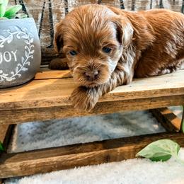 Snoopy - Apricot male Havapoo puppy in Marquand, Missouri from Perfectly Playful Doodles