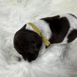 Yellow - Liver roan female German Shorthaired Pointer puppy in Highland, Illinois from Big Daves Bird Dogs LLC,  BDBD