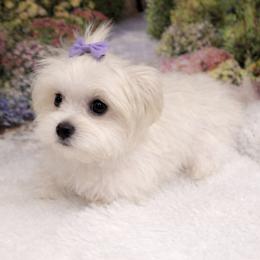 Teacup Skye - White female Maltese puppy in North Myrtle Beach, South Carolina from Perfect Puppies