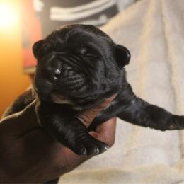 Gray - Brindle male Boerboel puppy in Upper Pittsgrove, New Jersey from Witcher Boerboels - aka Jersey Boerboels