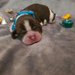 Cocoa - Tri-Roan female English Springer Spaniel puppy in Cookeville, Tennessee from Krossroads Kennel