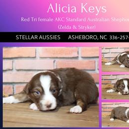 Alicia Keys - Red tri-color female Australian Shepherd puppy in Asheboro, North Carolina from Stellar Aussies