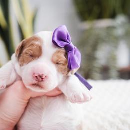 Goldendoodle Puppies from New Doods On The Block
