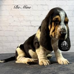 Be Mine - Black white and brown male Basset Hound puppy in Dingess, West Virginia from Tuckers' Howling Hounds