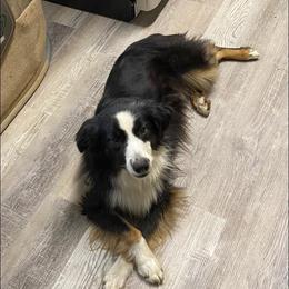 Valor - Miniature Australian Shepherd