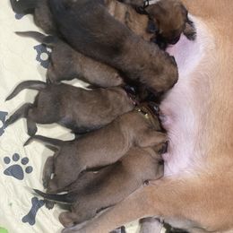 Belgian Malinois and German Shepherd Puppies from Madhouse’s Belgian Malinois and German Shepherds