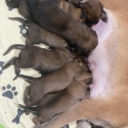 Belgian Malinois and German Shepherd Puppies from Madhouse’s Belgian Malinois and German Shepherds