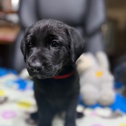 Mr.Red - Black male Labrador Retriever puppy in Berlin, Wisconsin from Gypsy Miracle Kennels