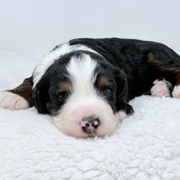 Ember - Tri-color female Bernedoodle puppy in Fleming, Colorado from Vandenbark Doodles