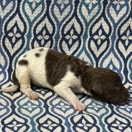 Ash - Brown male Poodle puppy in Chesapeake, Virginia from Doodle-Cove