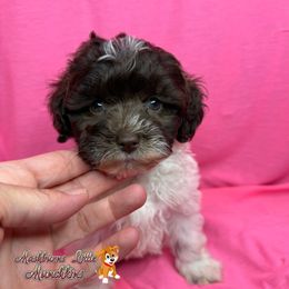 SKY - Parti female Schnoodle puppy in Pisgah, Alabama from Mashburns Little Munchkins