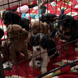 Cavalier King Charles Spaniel and Cocker Spaniel Puppies from Ray of Sunshine Spaniels LLC