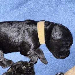 Light Brown Collar - Black male Giant Schnauzer puppy in La Pine, Oregon from Oregon Giant Schnauzers LLC
