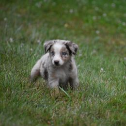Highland - Red merle Australian Shepherd puppy in Fairmont, West Virginia from Country Roads Australian Shepherds
