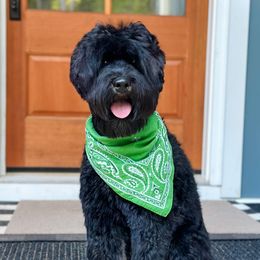 Jett - Australian Labradoodle