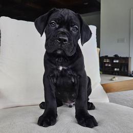 Boy 4 - Black male Cane Corso puppy in Jacksonville, North Carolina from Coliseum de Cassiope