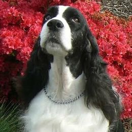 English Springer Spaniels from Springer Spaniels of McCormick
