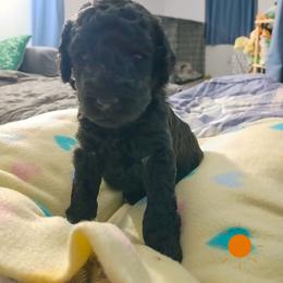 Orange - Black female Poodle puppy in Big Rapids, Michigan from Meeker's Ridge Standard Poodles