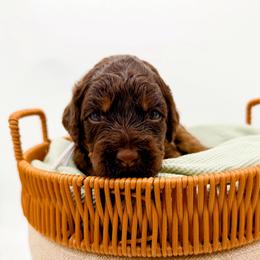 Maple - Phantom female Goldendoodle puppy in North Carolina from Tuxedo Mountain Doodles