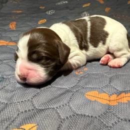 Girl W - Liver and white female English Springer Spaniel puppy in Findlay, Ohio from Flag City Springers
