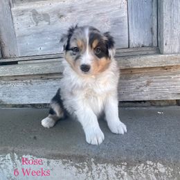 Australian Shepherd, Miniature American Shepherd, and Toy Australian Shepherd Puppies from OR Aussies