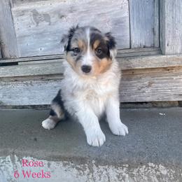 Australian Shepherd, Miniature American Shepherd, and Toy Australian Shepherd Puppies from OR Aussies