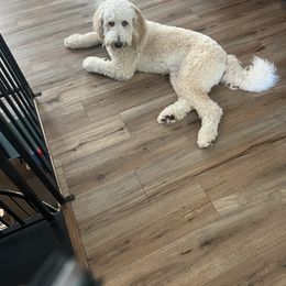 Bernedoodle All Grown Up from Bernedoodles By The Sea