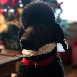 Penelope - Poodle