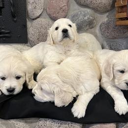 4th Pick Female - Light golden female Golden Retriever puppy in Douglas, Wyoming from White River Retrievers