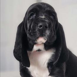 Chance - Black and white male Basset Hound puppy in Surprise, Arizona from Howlin Hounds