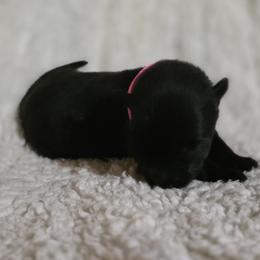Pink Girl - Black coat - Sable female German Shepherd puppy in Elijay, Georgia from Mission K9