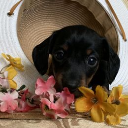 Dachshund Puppies from Hidden Haven Dachshunds