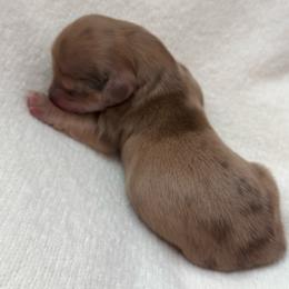Ozzie - Dapple male Dachshund puppy in Colorado Springs, Colorado from Clear Creek Dachshunds