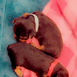 Yorkshire Terrier Puppies from Joy Riley's Yorkies