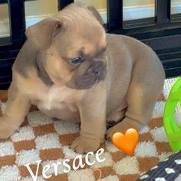 Versace - Blue female French Bulldog puppy in Newport News, Virginia from Emotional Support Babies